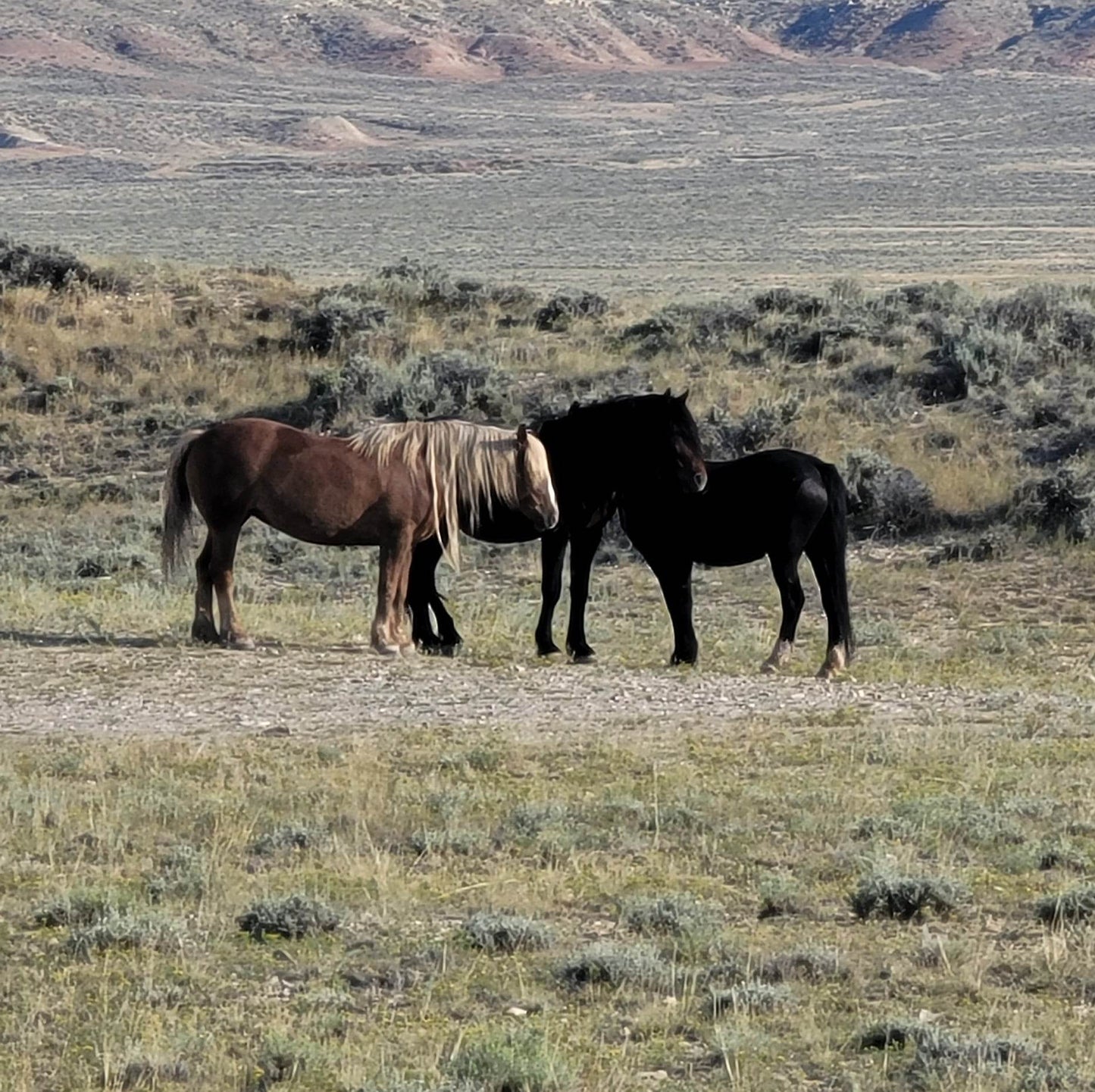 Group Wild Mustang Tours 2023 (Closed For The Season)