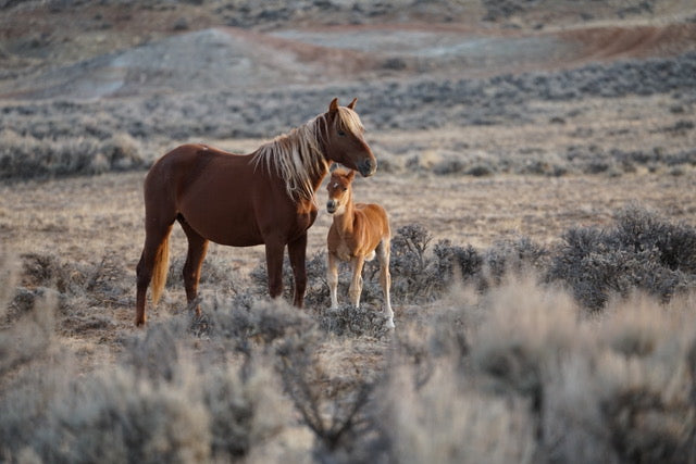 Private Wild Mustang Tour